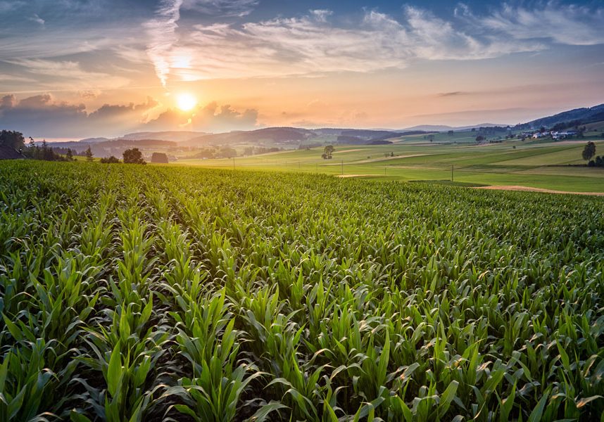 field-sunset
